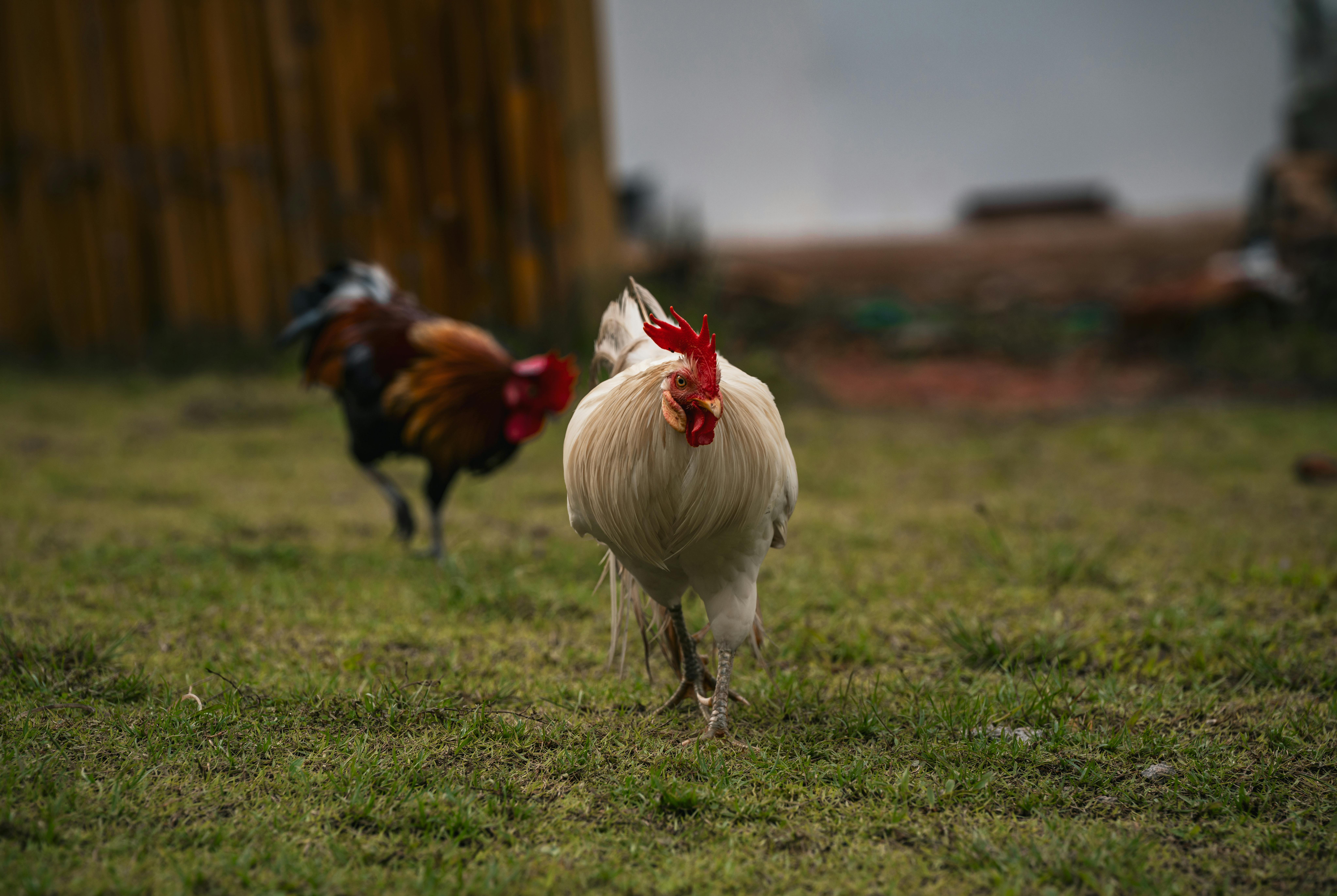  free range chicken